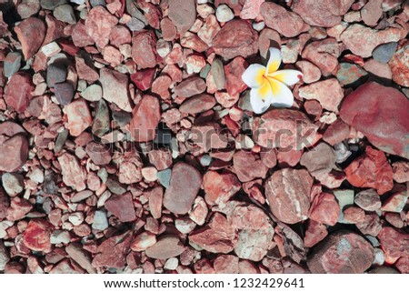 White flowers on stones,rock
