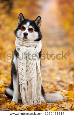 Siberian Husky in the fall sits in sunglasses and a scarf in yellow leaves.