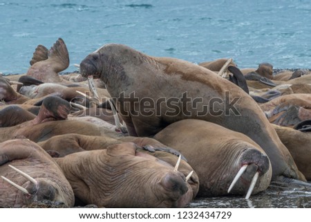 Walrus males grouping togheter in anticipation of the females arriving later in the saison