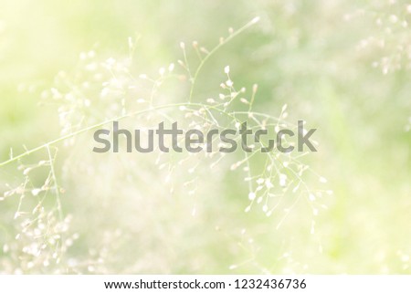 blurred grass nature, soft grass flowers fresh for background, small grass meadow blur in sun light morning day, natural flower of grass soft bright wallpaper blur image