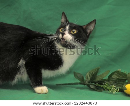 black and white fat cat on a green background and yellow roses