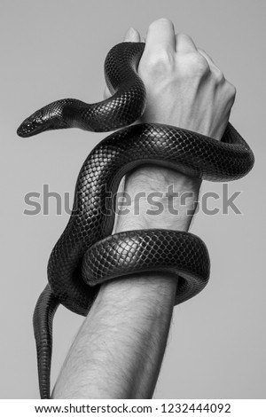 The king's snake Nigrita surrounds the male hand. Black and white photo.
