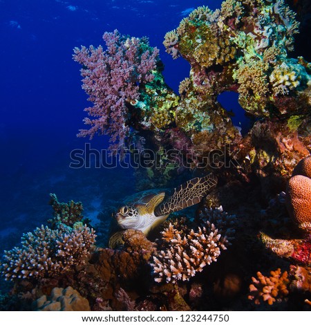 Red sea diving big sea turtle hiding between colorful coral reef branches