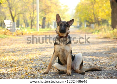 German Shepherd on the track in the autumn park. Dog in forest
