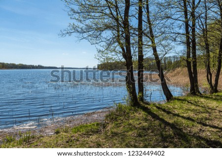 lake shore with distinct trees in green summer on the land. water seen through and green foliage in foreground
