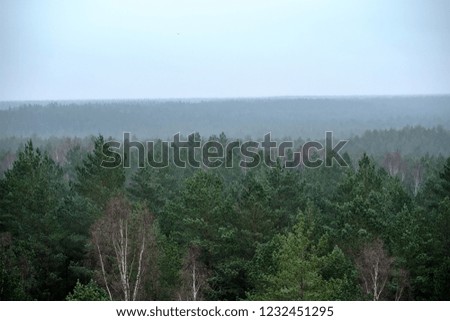 panoramic view of misty pine tree forest in autumn. fog seperates forest in many layers of visibility. far horizon in evergreen woodland