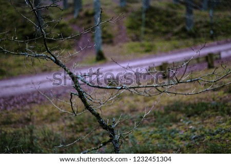 dark autumn foorest with spruce and pine tree and green foliage. late autumn day