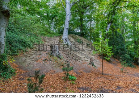 Exposed Tree Roots