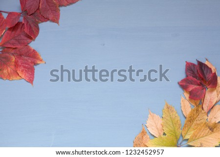 Red and yellow leaves of autumn chill gray background