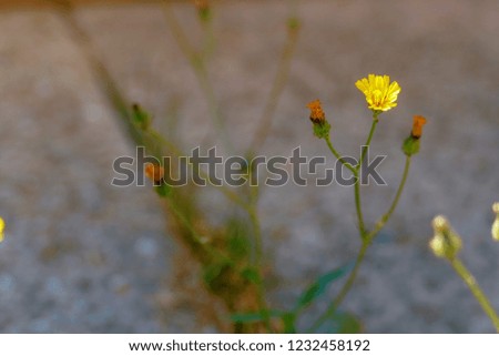 A yellow buttercup growing from between paving slabs