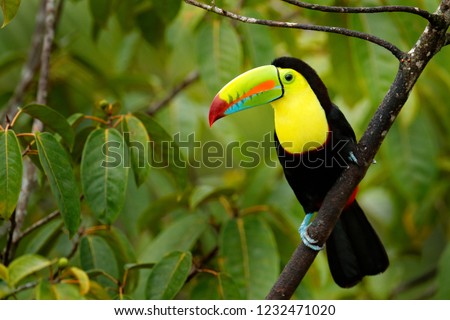 Toucan sitting on the branch in the forest, green vegetation, Costa Rica. Nature travel in central America. Keel-billed Toucan, Ramphastos sulfuratus, bird with big bill. Wildlife in Central America.