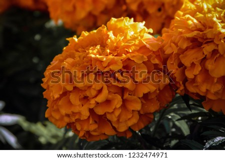 Orange wet marigold