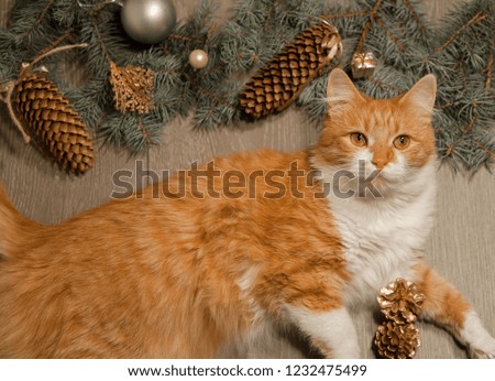 Cute cat on wooden background with a christmas decorations.