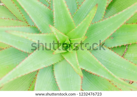 head cactus, a colorful cactus or succulent background