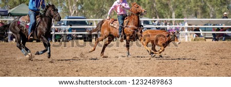 Cowboy riding a horse attempts to lasso a calf in a roping competition at a country rodeo