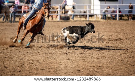 Cowboy attempts to lasso a running calf in a roping event at a country rodeo