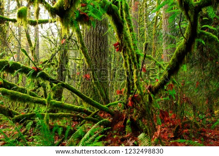 a picture of an exterior Pacific Northwest rainforest with a Vine maple tree in winter