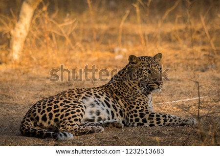 A male leopard relaxing in a morning safari at jhalana forest reserve, Jaipur, India
