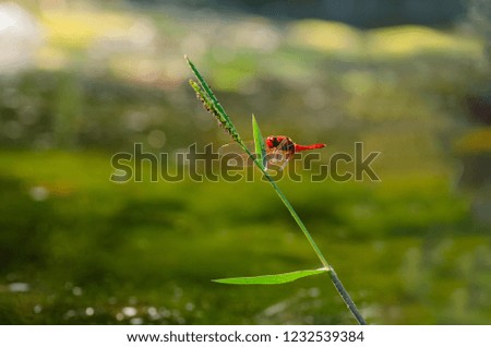 Red Dragonfly (Sympetrum sanguineum) repose on the grass-blade.Blurred background.
