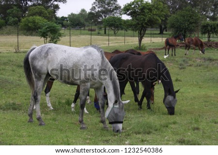 Horses wearing fly masks Royalty-Free Stock Photo #1232540386