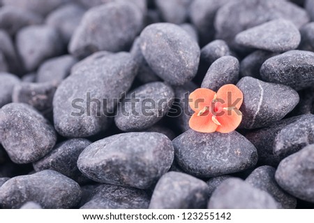 Ixora prince of orange flower on black zen stones close up