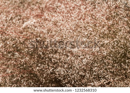 Soft red grass abstract background from mountains.