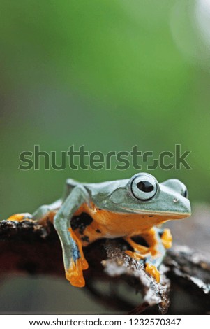 
Flying frogs play and sit on tree bark