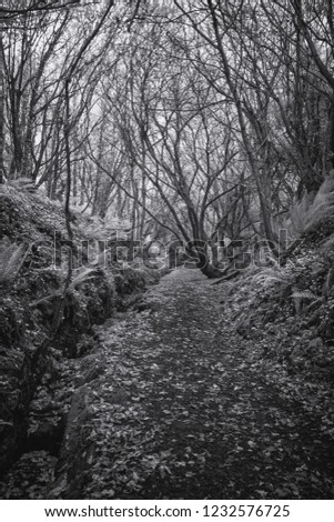 Woodland walk in infrared light Lansalos 