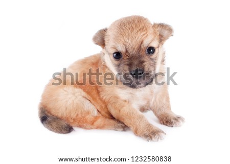 funny newborn purebred puppy sitting isolated on white background .