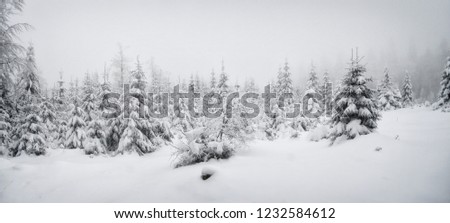 Beautiful winter landscape with fresh snow covered spruce trees,mountain forest at winter day,fog,relaxing nature. White negative space for text.Can be used as christmas or new year photo background.