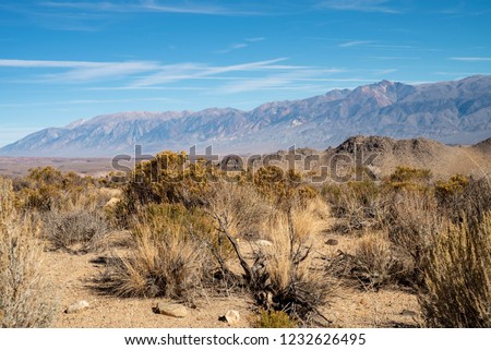 desert plants Great Basin Desert Eastern Sierra Nevada mountains, California, USA Royalty-Free Stock Photo #1232626495