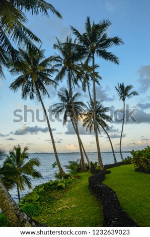 Cliff edge on Hawaii with palm trees, lava stone wall and grass