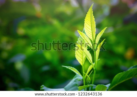 Closeup nature green leaf in garden. for background or wallpaper. with blank copy space.