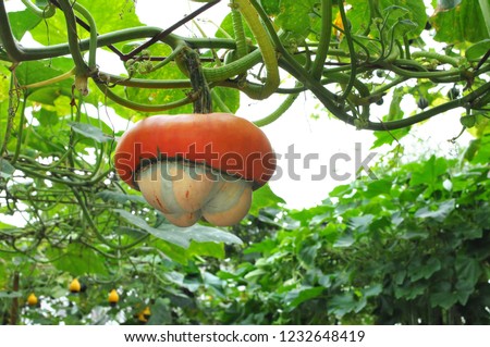A UFO pumpkin inside a green house. The picture is taken during (Malaysia Agriculture, Horticulture and Agrotourism (MAHA) Show. 