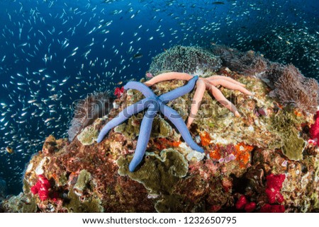 Beautiful Starfish on a colorful, healthy, tropical coral reef (Richelieu Rock)