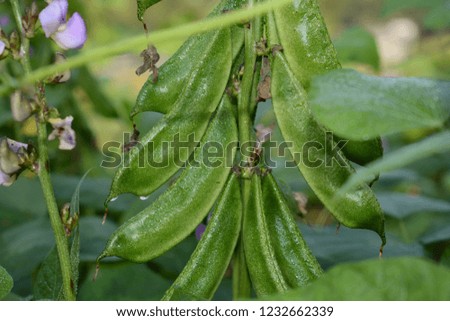 Green bean in the bean tree.