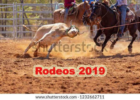 Rodeo 2019 Text - Calf being lassoed in a team calf roping event by cowboys at a country rodeo.  Background for rodeo calendar of events.