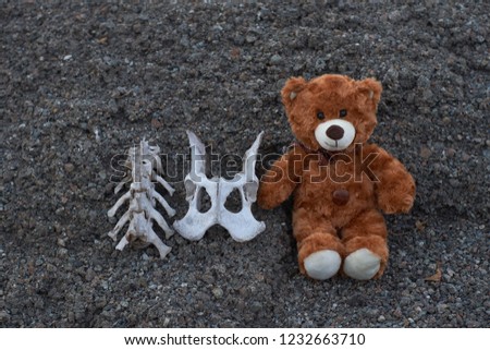 Teddy Bear and coronavirus.  Skeleton.  Hungry bear. Angry hungry bear.  Animal toys.  Coronavirus.            