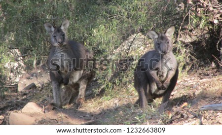 Two Eastern Grey Kangaroos