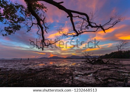 beautiful sunset at mangrove forest during the low tide no water in mangrove forest people can walk along the beach

