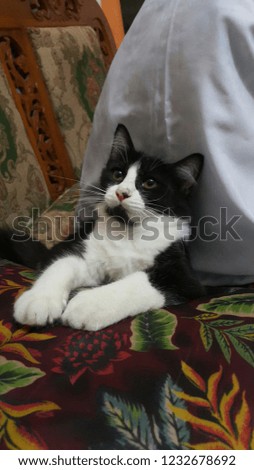 Cute Black and White Cat on the pillow with curious face