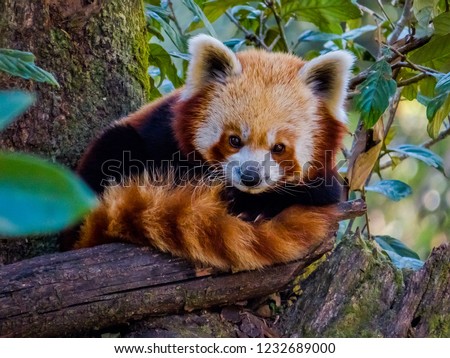 Himalayan red panda sitting on the branch of a tree in Darjeeling