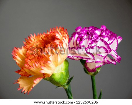 Carnations of purple and orange on a gray background.