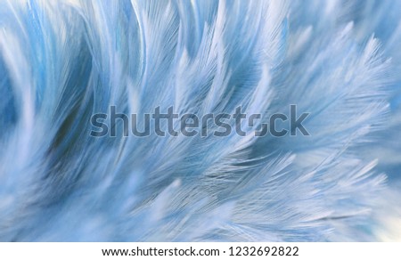 Bird and chickens feather texture for background, Blue chicken feathers in soft and blur style for design And as a background