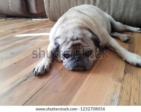 A picture of a pug laying down and resting