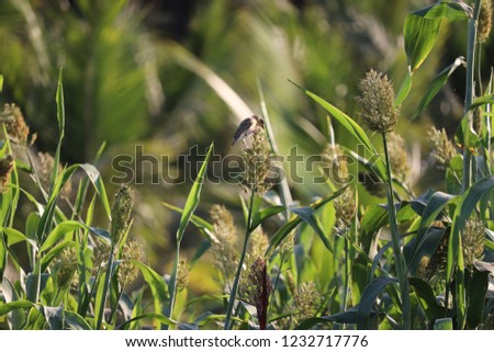 Amazing Sparrow bird with natural.this picture one of the best unseen image.
