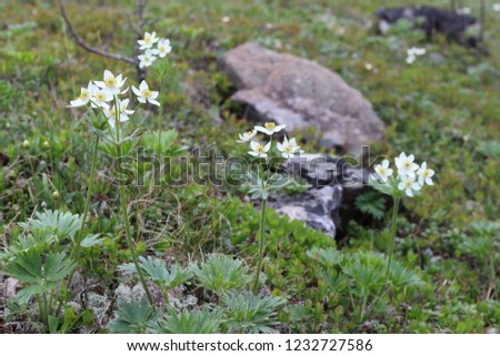 Beautiful glade in the mountains of the Urals with rare and beautiful white flowers primroses. Middle Ural, Russia