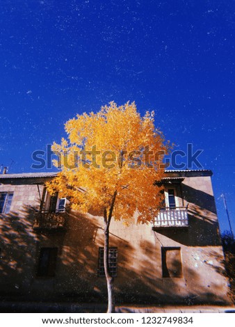 yellow Autumn tree