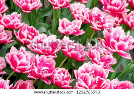 Beuatiful sweet pink double tulips flowers growing and blossom in spring season field with green leaves and branch , a moment romantic in garden, holiday and nature concept.
