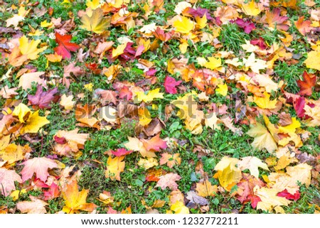 earth and grass covered with a carpet of colorful leaves, shot in autumn during the fall